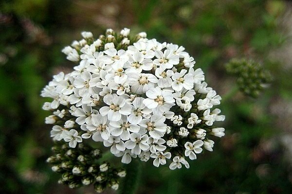 yarrow