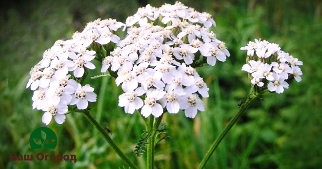 Yarrow