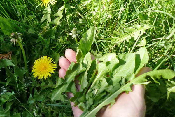 pataba ng dandelion