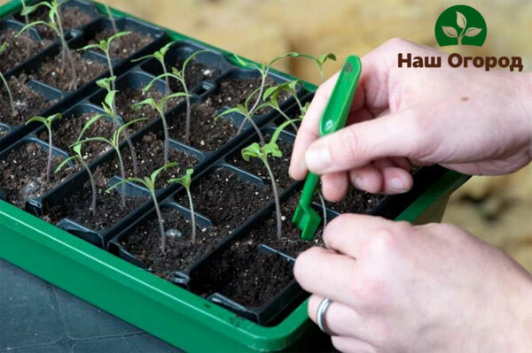 Picking is an important process in growing seedlings