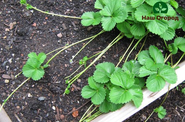 Ang pagpapalaganap ng mga strawberry na may mga tendril ay ang pinakamahusay na pamamaraan kumpara sa pagtatanim ng mga strawberry mula sa mga binhi.