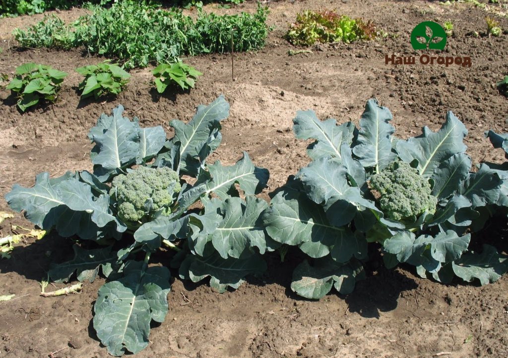 broccoli in the garden