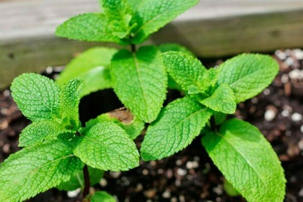 How to plant mint