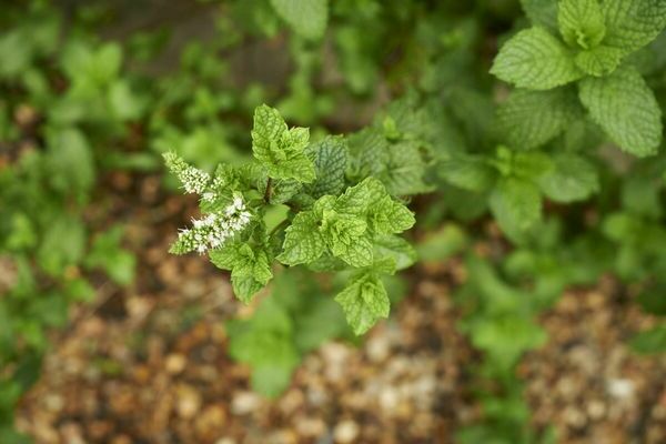 Species of mint