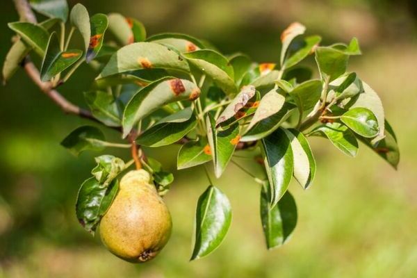 + comment traiter une poire + des parasites