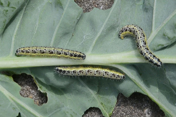 cabbage pests