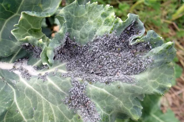 cabbage pests