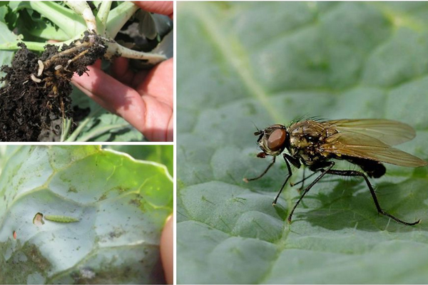 cabbage pests