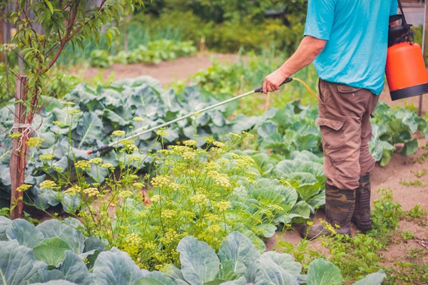 how to treat cabbage from pests