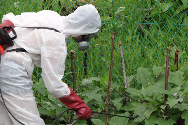 cucumber pest control