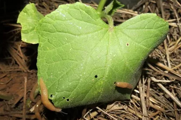 Mga Pestong Cucumber: Paano Mapupuksa ang Wireworm