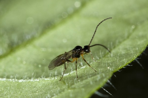 Fighting cucumber mosquitoes