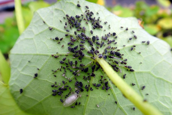 Pests ng mga pipino larawan: cucumber aphid