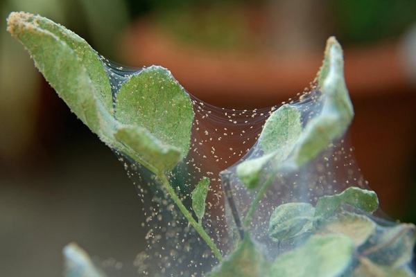 Pests ng mga pipino sa greenhouse: spider mites