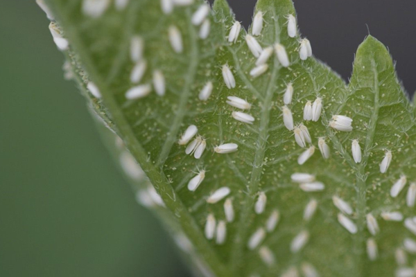 Whitefly. Pagkontrol ng peste sa mga pipino.