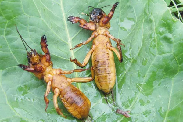 Medvedki: terrible pests of cucumbers photo.