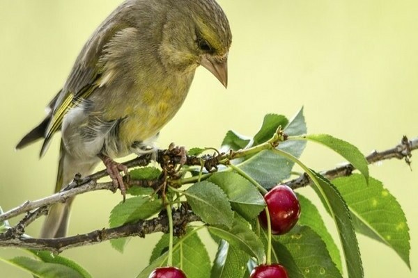 Photo de parasites de la cerise.