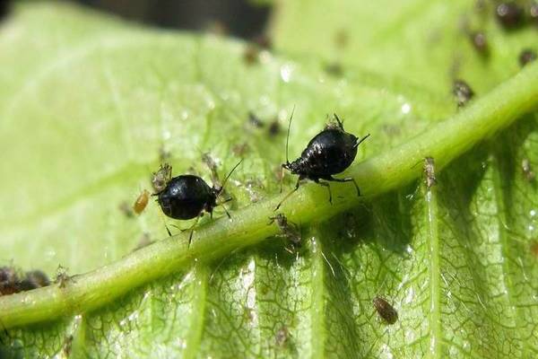 Photo de parasites de la cerise. Puceron du cerisier