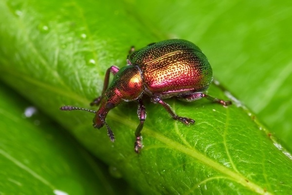 Photo de parasites de la cerise. Glissière tubulaire en cerisier