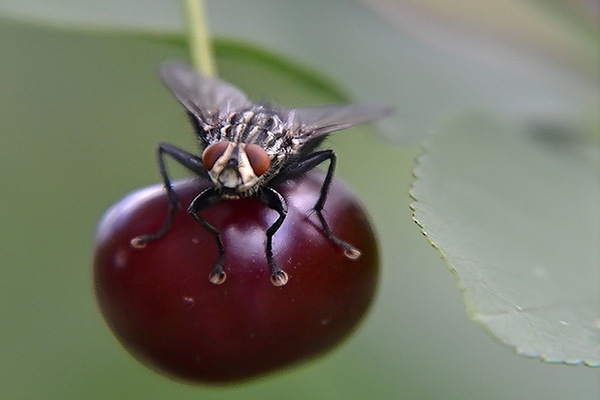 Larawan ng Cherry peste Cherry fly