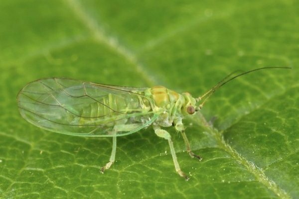 pests and diseases of carrots