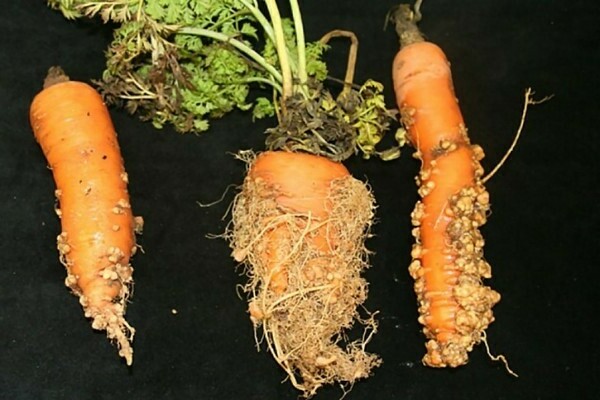 pests and diseases of carrots