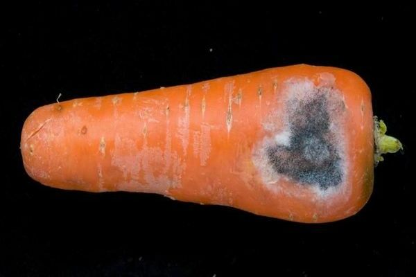 pests and diseases of carrots