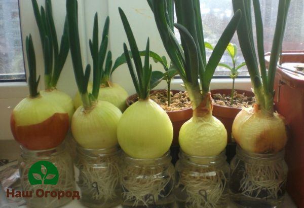 Growing onions in water