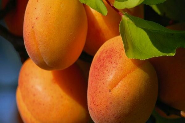 growing apricot