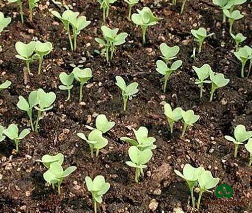 Blumenkohlsetzlinge im Freien