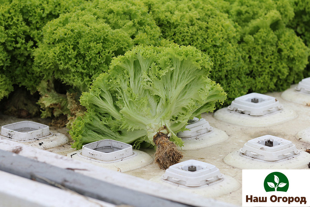 Para sa isang mahusay na pag-aani, inirerekumenda na itanim ang salad sa fertilized ground.