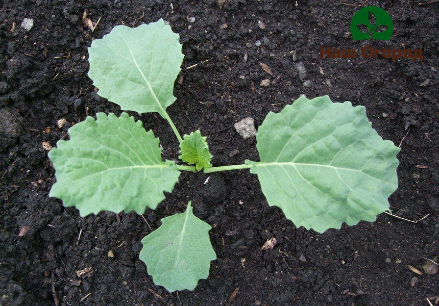 Savoy Cabbage Sapling