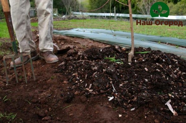 The trunk circle of a cherry tree needs feeding and fertilization