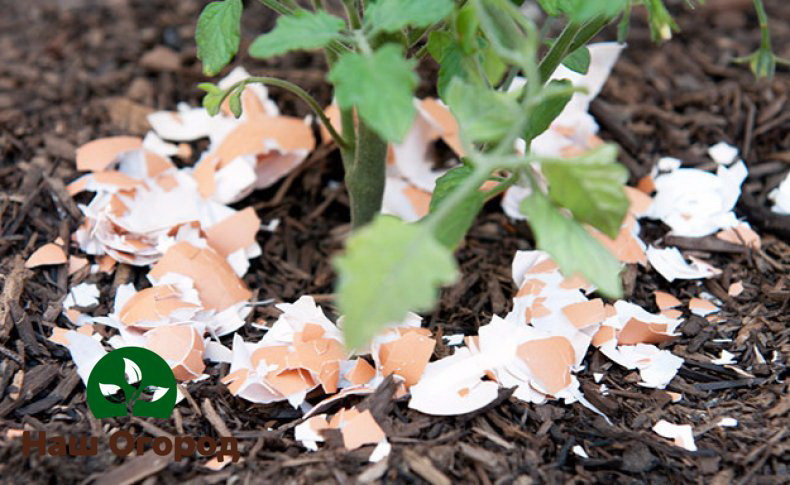 Un engrais extrêmement utile pour le sol avec des coquilles d'œufs