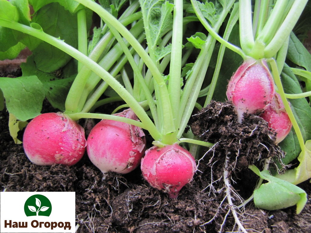 Radish is a popular spring vegetable.