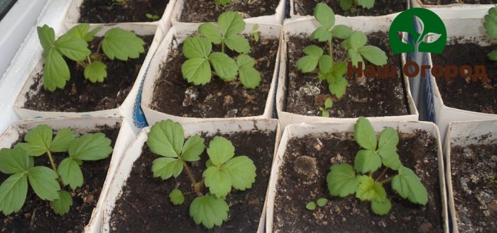 Strawberry seedlings must be stored in a warm place.