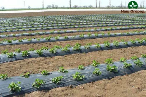 Planting potatoes under a black film