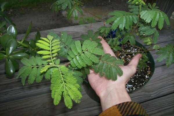 Hausgemachte Jacaranda