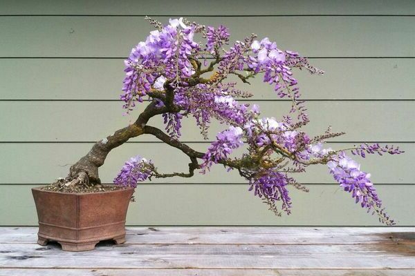 Jacaranda mimosoliferous