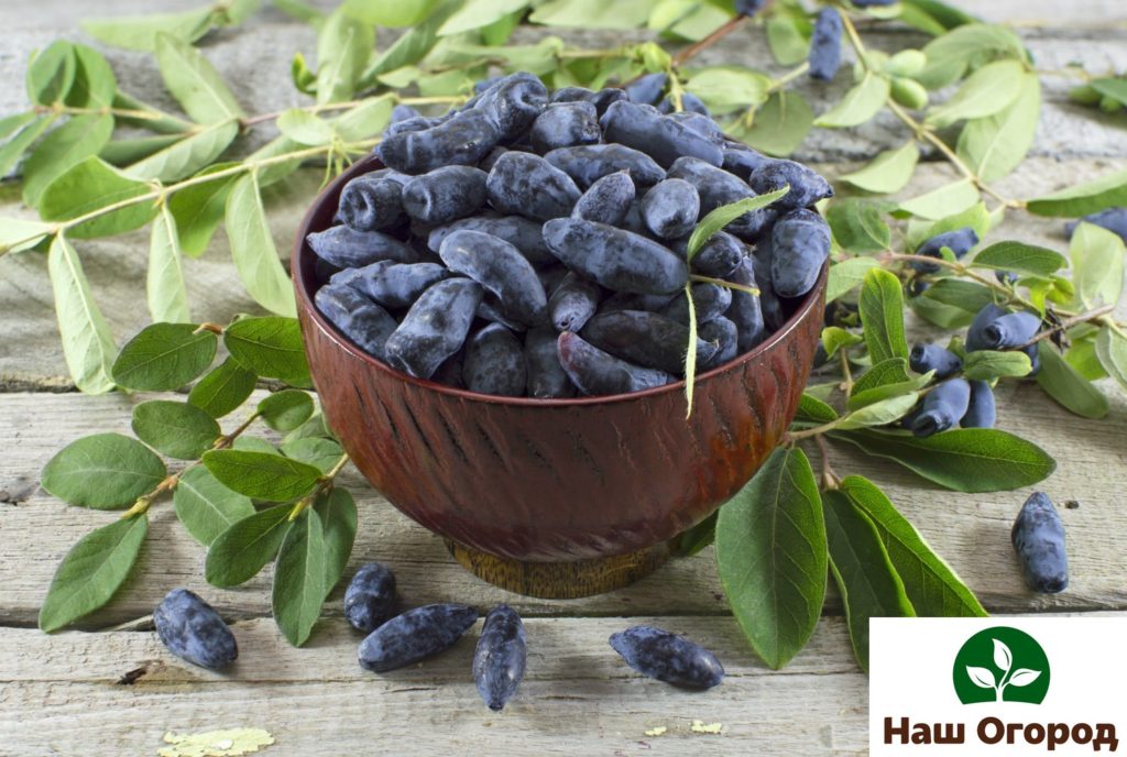 Honeysuckle berry is prized for its high content of minerals and vitamins like A, C, group B.