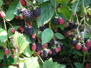 Sa wastong pangangalaga, ang mga blackberry ay lalago nang maayos sa mga raspberry at makakapagdulot ng masarap na malalaking berry.