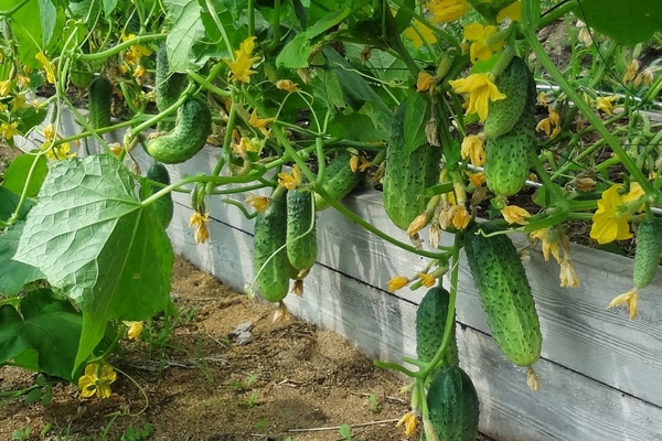 feeding cucumbers