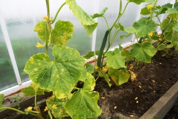 cucumbers turn yellow