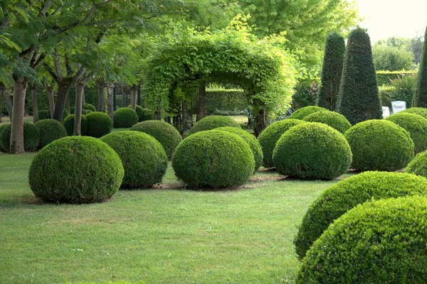 boxwood