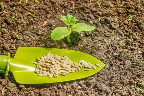 zucchini seedlings