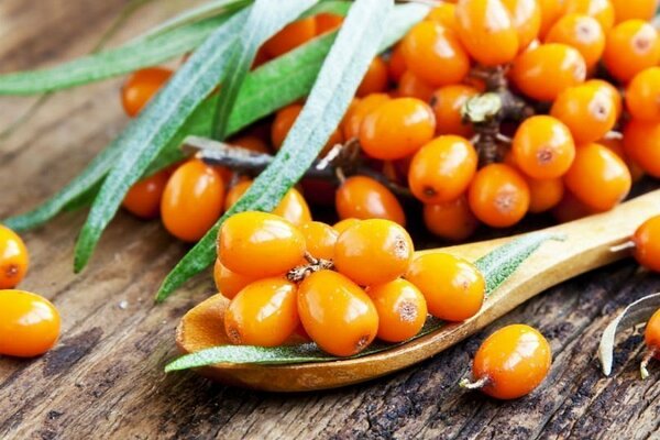 sea ​​buckthorn