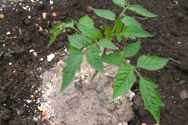 wie man Tomaten nach dem Pflanzen füttert