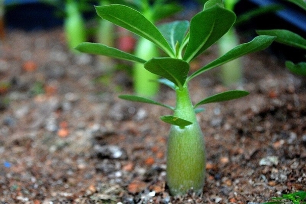 Adenium wächst zu Hause