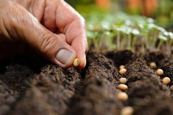 seedlings growing and care