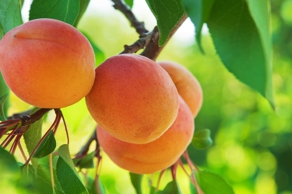 royal apricot